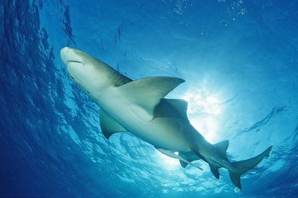 檸檬鯊圖片大全