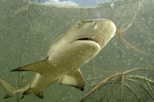 檸檬鯊圖片大全