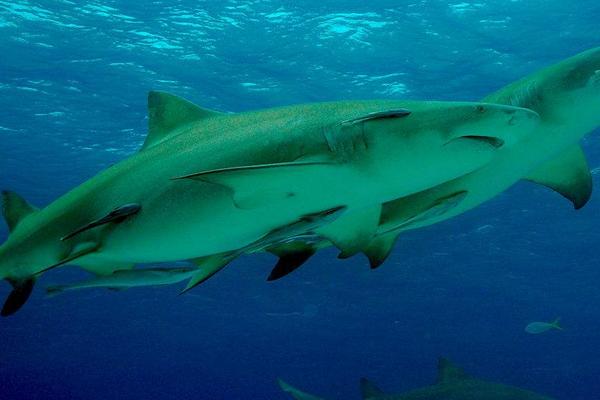 檸檬鯊圖片大全