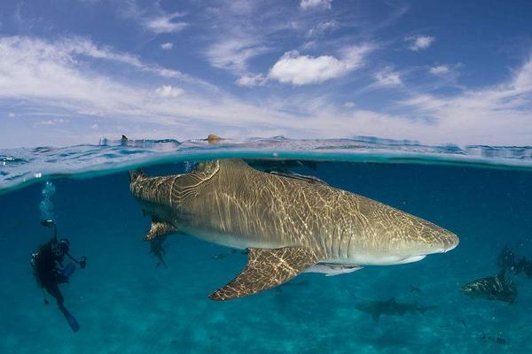 檸檬鯊圖片大全