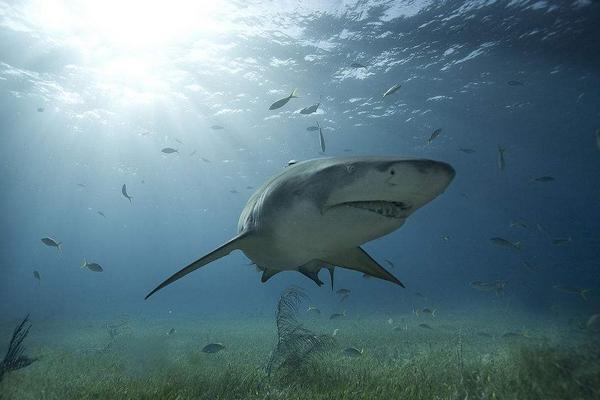 檸檬鯊圖片大全