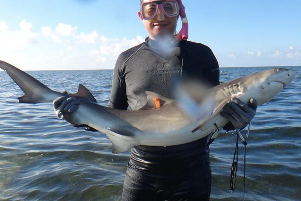 檸檬鯊圖片大全