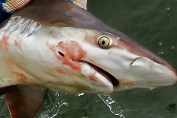 檸檬鯊圖片大全