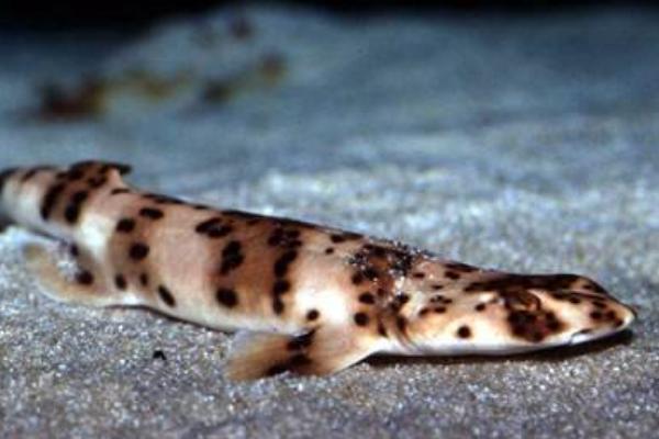 檸檬鯊圖片大全