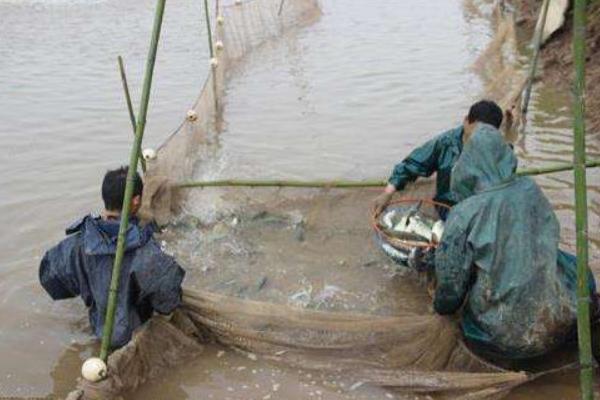 養(yǎng)一畝鱸魚能賺多少錢？養(yǎng)鱸魚的成本和利潤