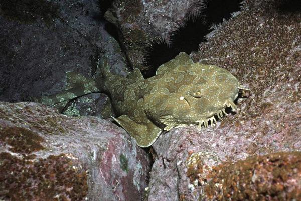 檸檬鯊圖片大全