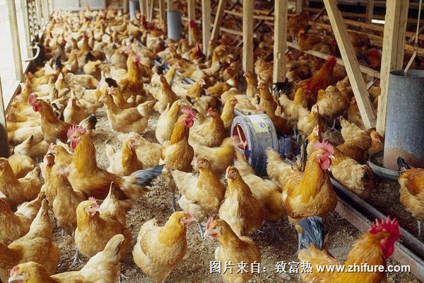 開養(yǎng)雞場需要些什么？有什么應(yīng)該注意的？