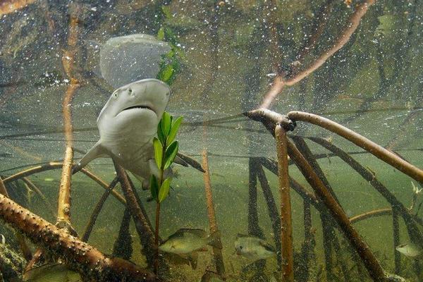 檸檬鯊圖片大全