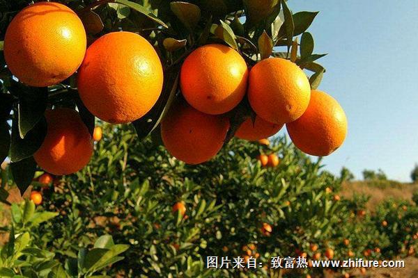 臍橙的高位定干技術措施