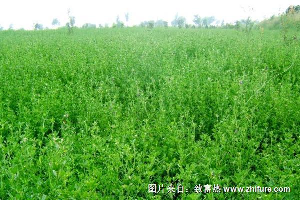 苜蓿草是什么草？苜蓿草人能吃嗎？