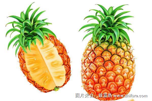 菠蘿簡筆畫步驟（圖解）