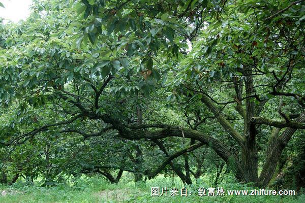 板栗樹幾年結果
