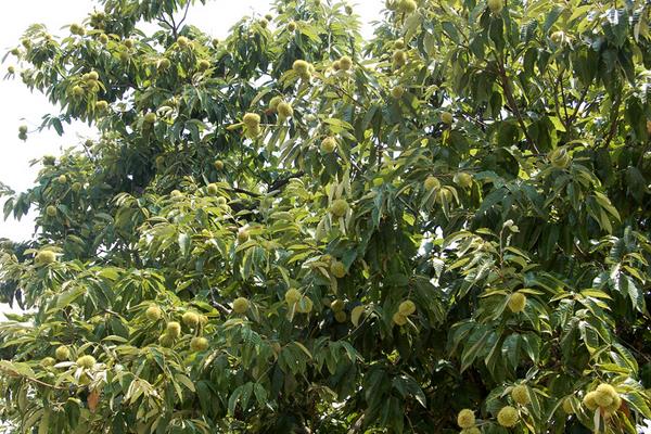 板栗樹幾年結果