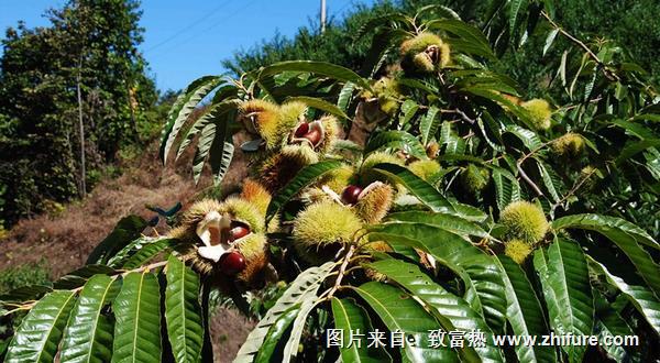 板栗樹圖片大全