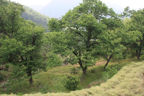 板栗樹圖片大全