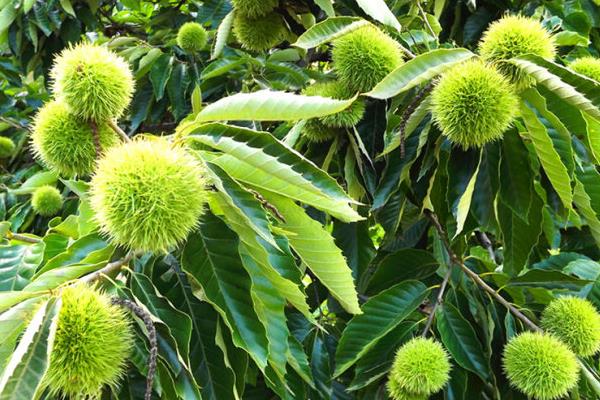 板栗樹圖片大全