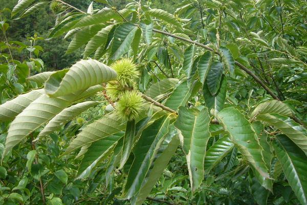 板栗樹圖片大全