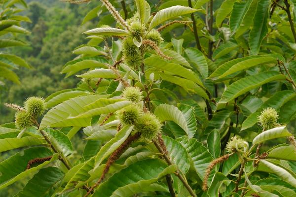 板栗樹圖片大全