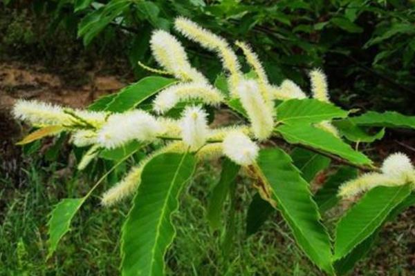 板栗樹圖片大全