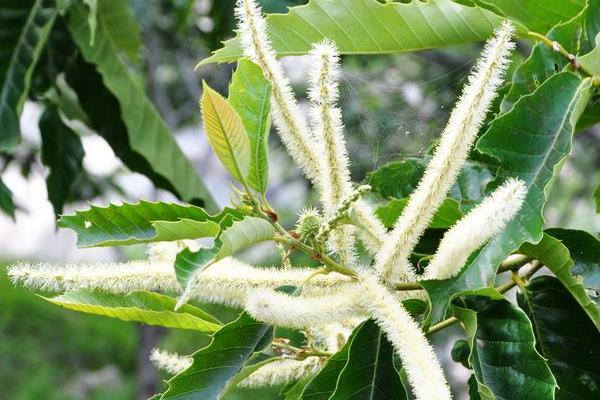 板栗樹圖片大全