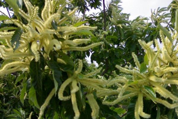 板栗樹圖片大全