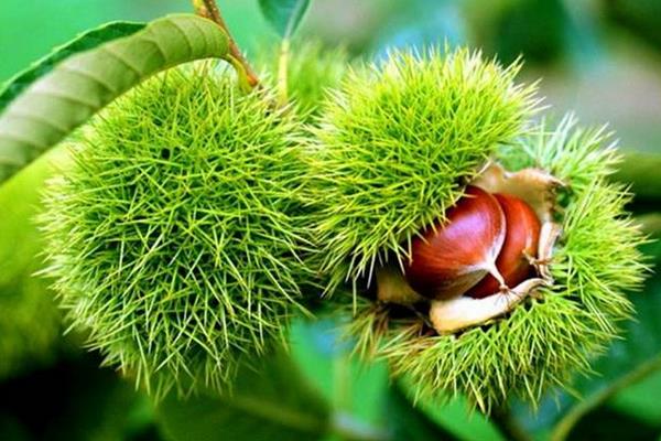 板栗樹圖片大全