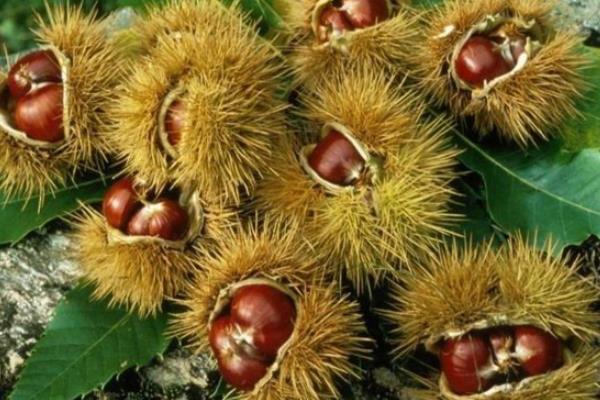 板栗樹圖片大全