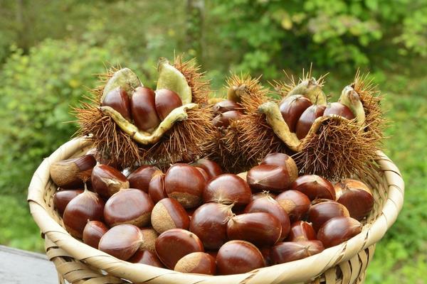 板栗的價格多少錢一斤