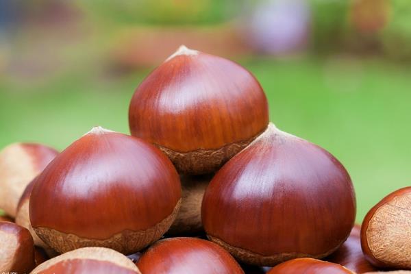 板栗的價格多少錢一斤