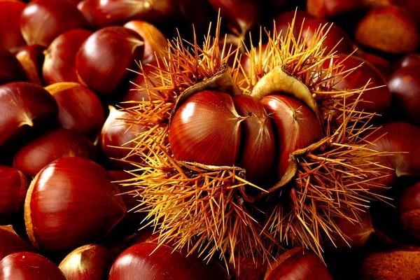 板栗的價格多少錢一斤