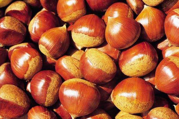 板栗的價格多少錢一斤