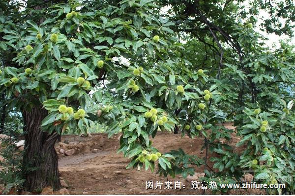 板栗樹的壽命有多長