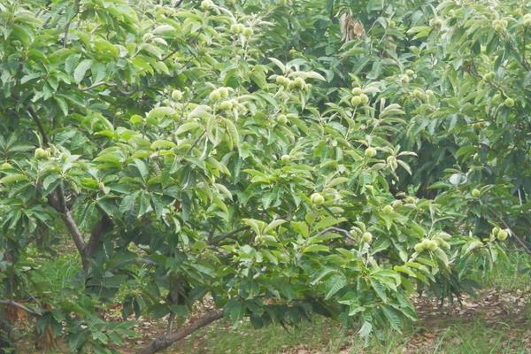 板栗樹幾年結果