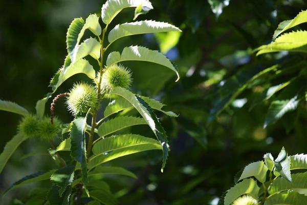 板栗樹的壽命有多長