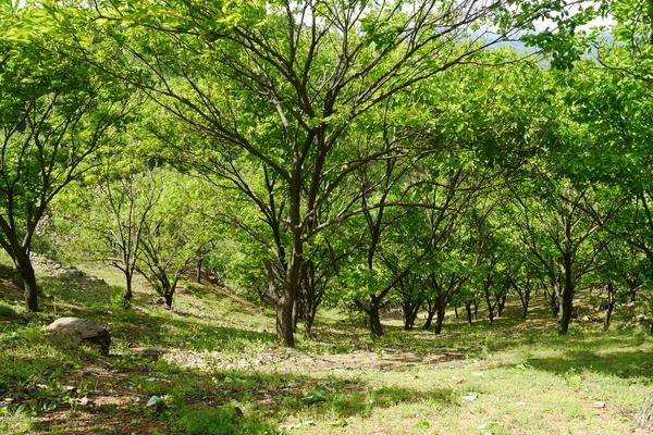 板栗樹的壽命有多長