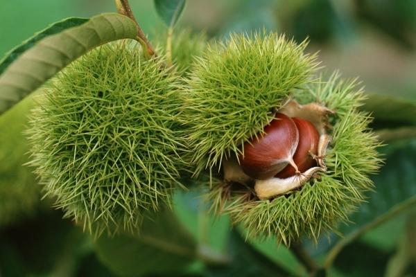 板栗樹的壽命有多長