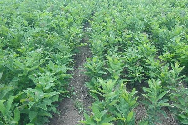 板栗樹的壽命有多長