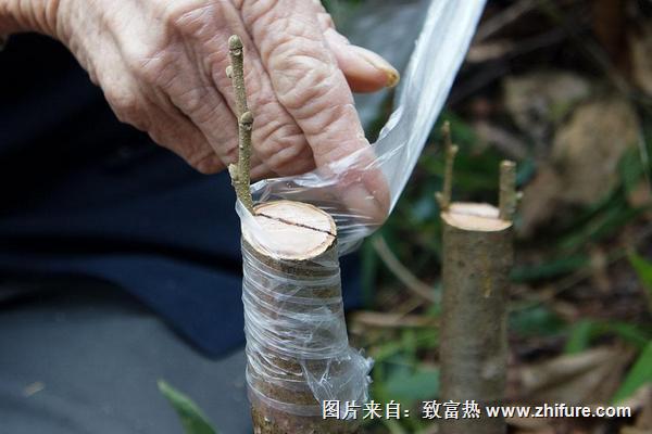 板栗樹嫁接技術(shù)