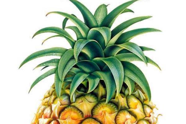 菠蘿圖片大全