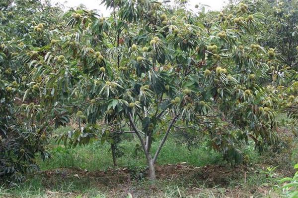 板栗樹幾年結果