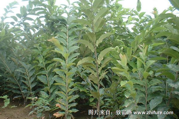 板栗樹苗價格多少錢一棵