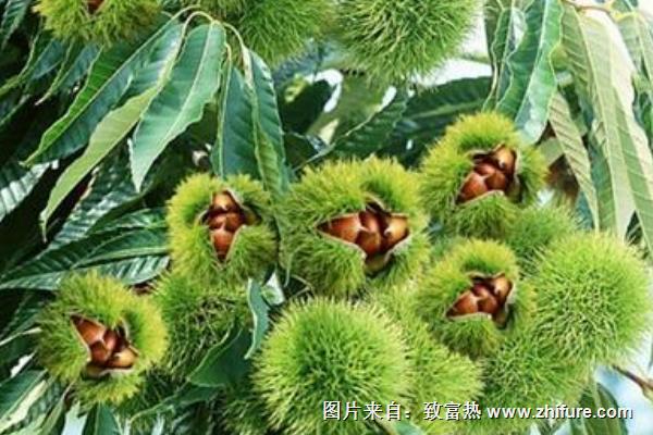 板栗樹修剪技術(shù)