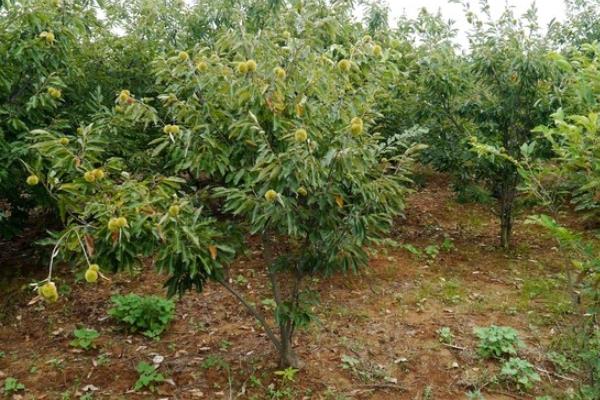 板栗樹幾年結果