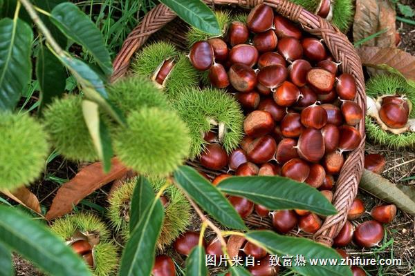 板栗餅的毛利潤是多少