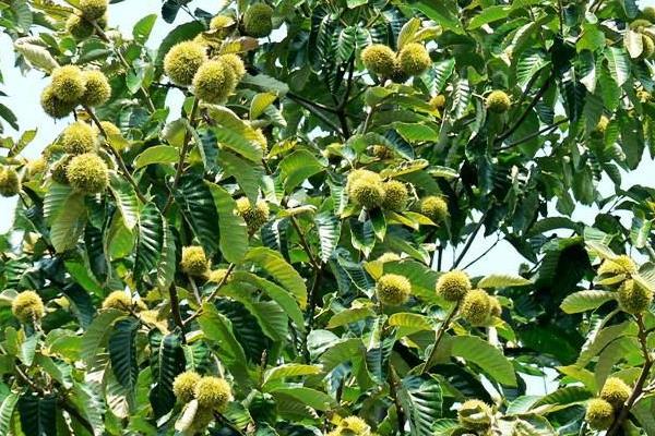 板栗樹幾年結果