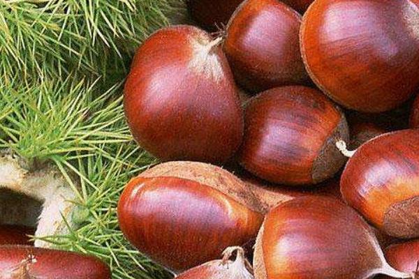 栗子怎么煮容易剝殼