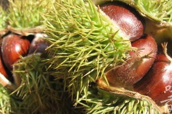 生板栗的功效與作用及禁忌