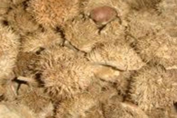 生板栗的功效與作用及禁忌