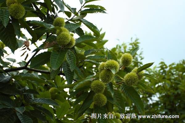 板栗樹管理技術