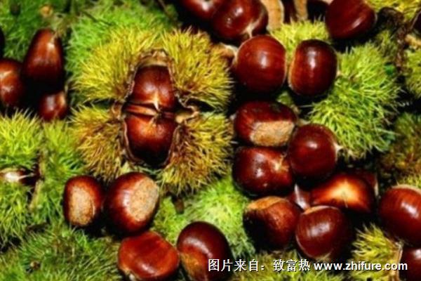 生板栗價格多少錢一斤